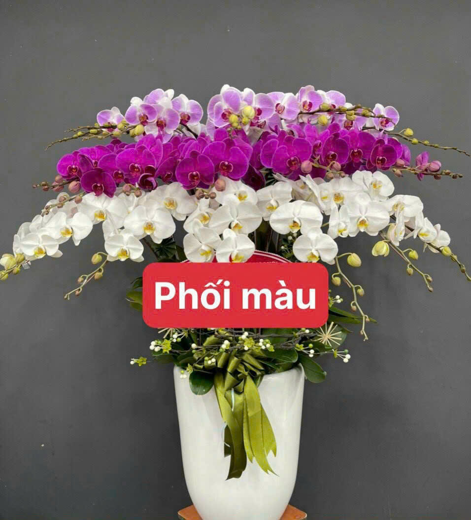 CHẬU HOA LAN HỒ ĐIỆP HD001 (20 cây)